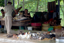 Vietnam /  / Tanh Hoa