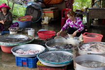 Vietnam /  / Tanh Hoa