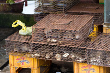 Vietnam /  / Tanh Hoa