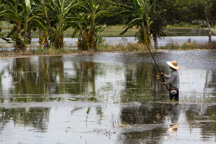 Vietnam /  / Tanh Hoa