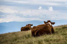 Österreich / Steiermark / Terenbachalm
