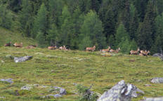Österreich / Steiermark / Peterer Riegel