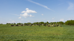 Weissrussland /  / Shklov