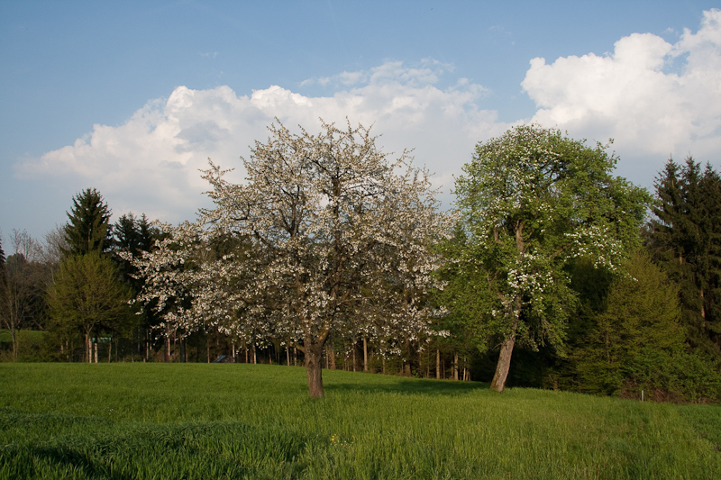 Österreich - Stallhofen